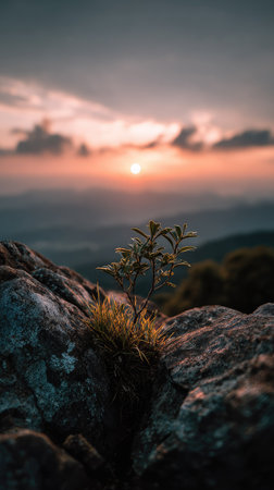 A small plant is seen growing on a rocky outcrop. The image showcases a natural composition with a shallow depth of field, focused on the plant. Warm orange and purple hues paint the sky during sunset, providing a contrast to the dark rocks. This image could be used for various commercial or editorial purposes.の素材
