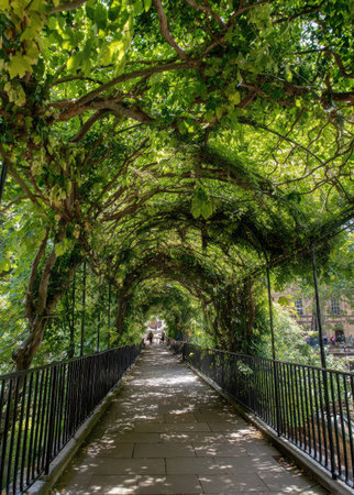 A stone pathway leads into the distance under a canopy of vibrant green foliage. The scene features natural sunlight illuminating the scene, highlighting the textures of the stone and leaves. The composition implies a setting outdoors on a sunny day. Suitable for various editorial and commercial applications.の素材