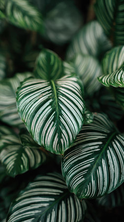 This image showcases a detailed view of Calathea Orbifolia plant leaves. The leaves display prominent white stripes on a green background. The composition features a natural aesthetic with soft lighting. This versatile image could be utilized for various commercial and editorial applications.の素材