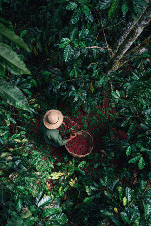 An aerial shot depicts a person harvesting coffee beans within vibrant green foliage. The scene showcases a warm color palette with natural light highlighting the subject and the coffee beans. It may be suitable for illustrating agriculture, sustainable practices, or elements related to the coffee industry.の素材