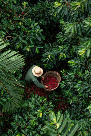 An overhead view shows a person collecting red coffee beans into a basket amid dense, vibrant green foliage. The scene features natural lighting and a rich color palette of greens and reds. This image is suitable for various commercial uses, including advertising and editorial content related to agriculture.の素材