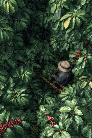 An aerial perspective shows a person amidst vibrant green leaves and red berries. The composition emphasizes the density of the foliage, suggesting an outdoor setting with natural lighting. This image could be used for various commercial or editorial purposes, highlighting agriculture and harvest.の素材