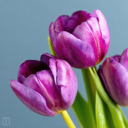 Close up view of three vibrant purple tulips.  The tulips have a delicate texture and appear fresh. The background is a muted gray, creating a soft contrast. The image has a studio feel and could be used for a variety of commercial and editorial purposes, such as showcasing flowers, spring, or nature.の素材