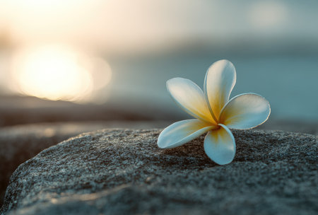 A close-up captures a pristine plumeria flower resting on a rough-hewn rock. The flower, showcasing a delicate white hue with yellow accents, contrasts with the stone's texture. Soft lighting and a blurred backdrop suggest an outdoor environment, possibly near water, suitable for decorative or nature-themed projects.の素材
