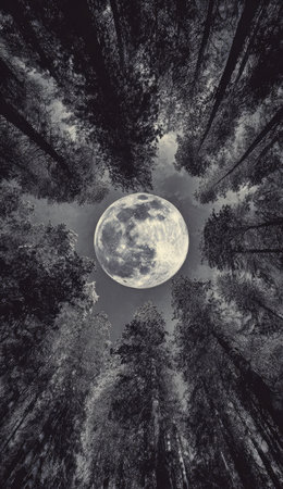 An overhead perspective reveals a full moon amidst the silhouettes of tall trees, creating a compelling composition. The image displays a monochrome palette, emphasizing textures and forms. The visual suggests a serene environment, possibly captured during nighttime. Ideal for atmospheric backgrounds or artistic illustrations.の素材