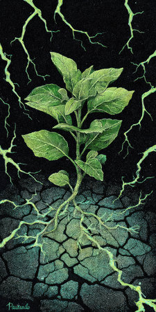 An artistic illustration features a vibrant green plant against a dark background, showcasing stylized cracks and lightning. The image uses contrasting colors and textures, suggesting the plant's resilience. Suitable for various creative projects, this artwork could be utilized in design, educational material, or editorial content, emphasizing themes of growth and energy.の素材