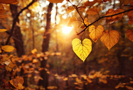 An autumn forest displays warm golden and brown hues. Heart-shaped leaves glow in the sunlight, while the composition uses depth of field. The scene evokes a feeling of peace. It could be useful for projects related to nature, seasons, or natural beauty, also suitable for editorial or marketing materials.の素材