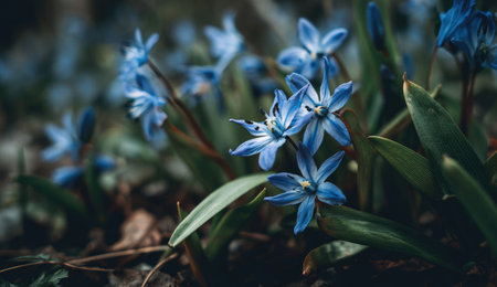 This image showcases delicate blue flowers with star-shaped petals. The composition highlights the flowers against a background of green leaves and stems. The lighting suggests an outdoor setting, potentially a garden or meadow. Suitable for various editorial and commercial projects needing natural beauty.の素材