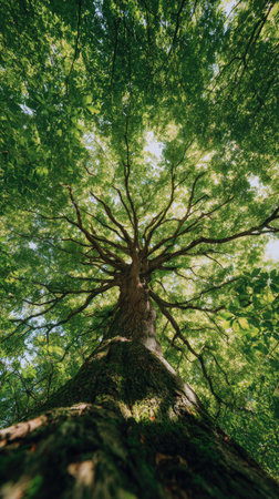 A striking perspective of a large tree captured from its base, showcasing the extensive network of branches and vibrant green leaves. The upward view reveals the tree's height against the sky, illuminated by sunlight. This image is suitable for various commercial uses, including environmental themes and nature-related content.の素材