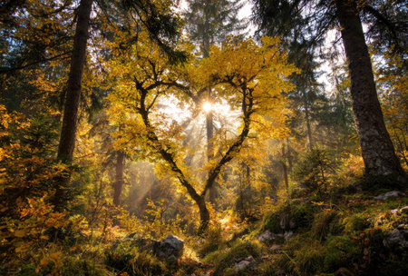 An eye-level shot presents a heart-shaped tree bathed in sunlight within a dense forest. The composition emphasizes vibrant yellow foliage and contrasting dark trunks, captured in a warm, natural light. This scenic view may be utilized for various commercial purposes, including decorative elements or website backgrounds.の素材