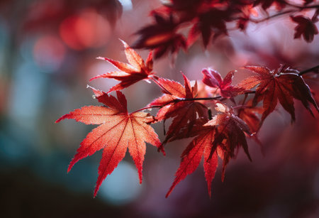 Close-up image captures striking red maple leaves, showcasing their intricate details against a blurred backdrop. The composition highlights textures and warm hues, likely illuminated by soft sunlight. Ideal for various commercial applications, it evokes feelings of serenity and seasonal beauty. Potential uses include editorial illustrations or decorative elements.の素材