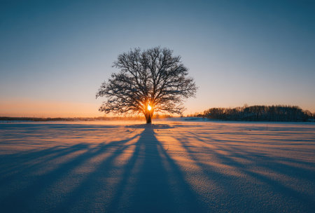 A bare tree stands silhouetted against a vibrant sunset over a snow-covered field. The composition highlights the tree's intricate branches and long shadows. The warm sunlight contrasts with the cool tones of the snow and sky. Suitable for various editorial and commercial projects.の素材
