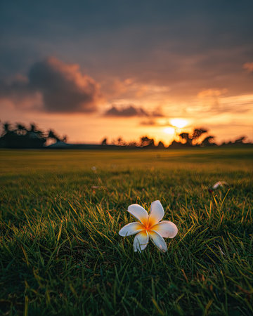 A single plumeria flower rests on a field of green grass, bathed in the warm light of a setting sun. The composition emphasizes the natural beauty of the scene, with a blurred background of trees and a dramatic sky. This image is suitable for various commercial uses, including advertisements and editorial content.の素材