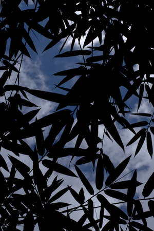 Silhouette bamboo leaves with blue sky background and white cloudsの写真素材