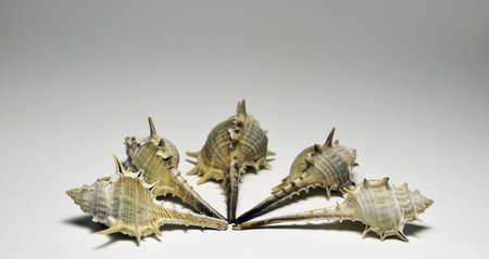 Five shell conjunctionの写真素材