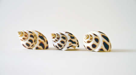Tree shells in rowの写真素材