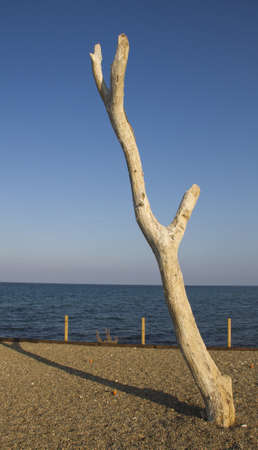 tree trunkの写真素材