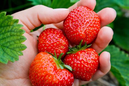 Pick fresh and juicy red strawberries in the garden.の写真素材