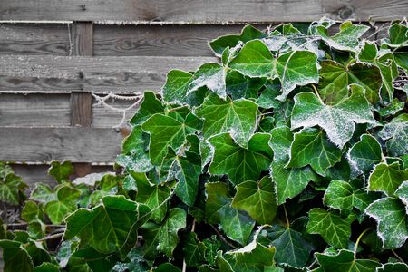 Ivy climbs up wooden wall in the garden.の写真素材