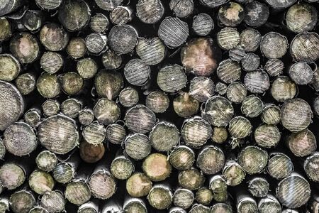 Tree trunks from forest. Nice wood texture.の写真素材