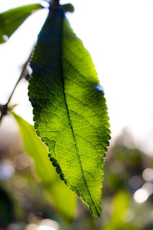 Sunshine at a foliage leaf by the sunset.の写真素材