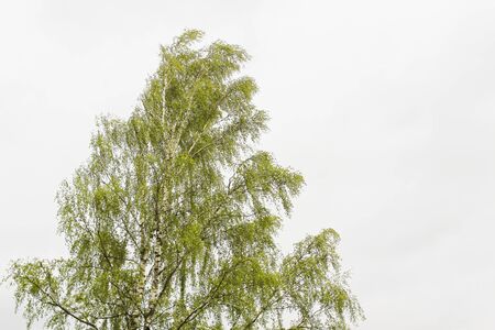 Birch tree with juicy green leaves on white background.の写真素材