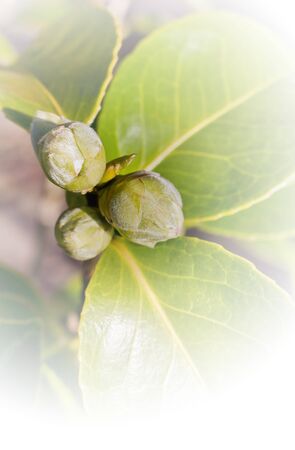 Flowers and plants. Buds of a camellia in a dreamy look.の写真素材