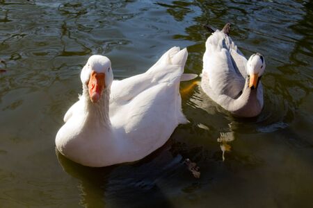Animals and Birds. White geese look into the camera while they swim.の写真素材