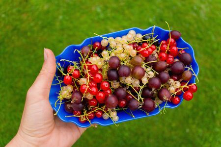 Crop in the garden. Picked gorgeous berries in a blue bowl.の写真素材
