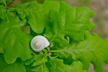 White snail on green fresh oak leaves.の写真素材