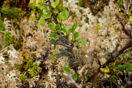 A group of young black Alps wool caterpillars in Dovrefjell Norwayの写真素材