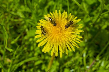 Yellow beautiful dandelion with three insects on the flower.の写真素材