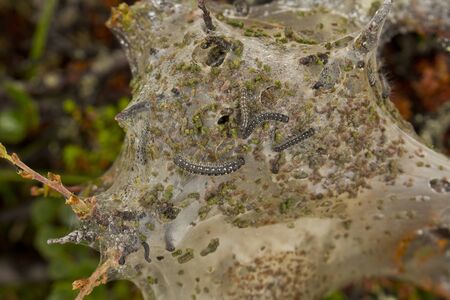 Caterpillars in the woven silk nest, Norway.の写真素材