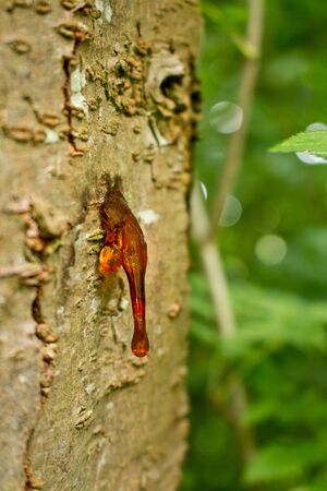 Trees and nature. Resin steps out of a tree trunk.の写真素材