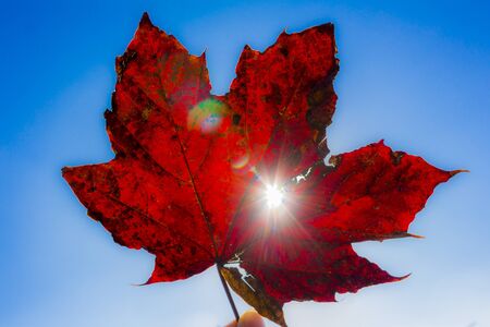 Beautiful red leaves with sunshine and blue sky in the fall.の写真素材