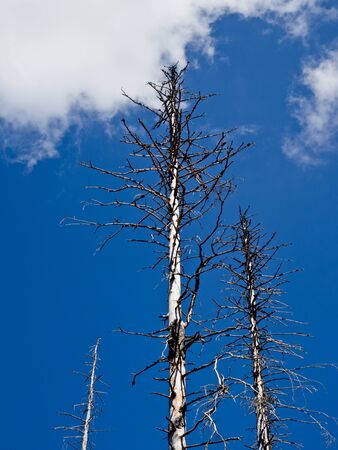 Rotten and dead trees in the Harz Silberwald (silver forest).の写真素材