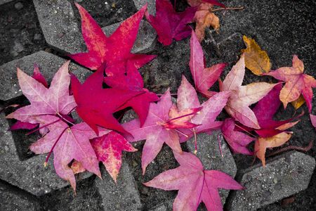 Fall, autumn leaves in beautiful pinks and reds colors.の写真素材