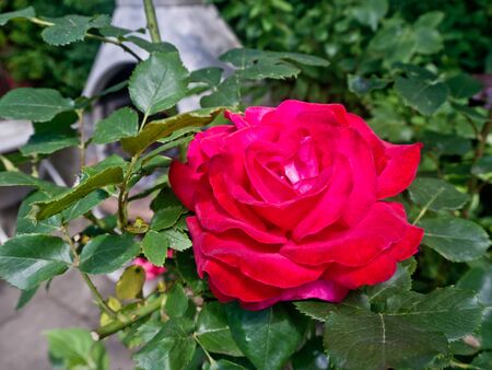 Beautiful red or pink rose in the garden.の写真素材