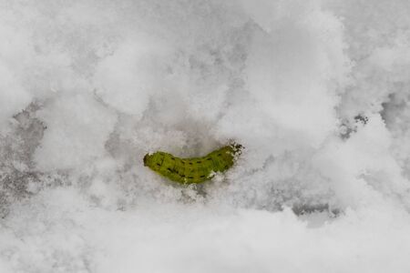 Green caterpillar buried in the snow.の写真素材