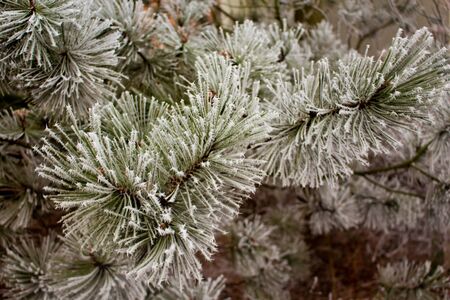 Winter in forests. Frozen spruce trees and branches.の写真素材