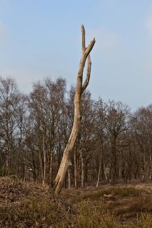 A dead tree in the autumnal forest in the north of Germany.の写真素材