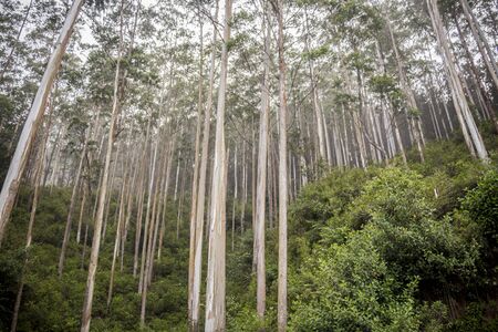 Exuberant nature and large forests in the mountains on the island Sri Lanka in the Indian Ocean.の写真素材