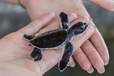 Cue black baby turtle on hands. Sri Lanka.の写真素材