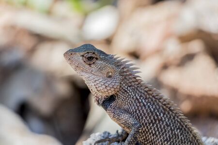 Lizard, agame, reptiles from Sri Lanka in Asia.の写真素材