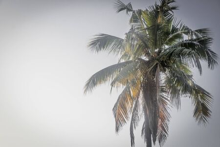 Coconut palm in Sri Lanka with white background.の写真素材