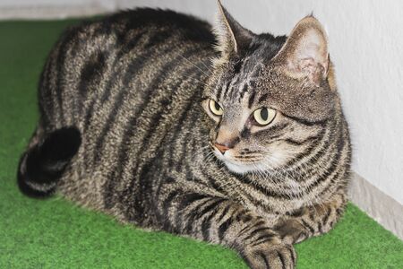A gray cat relaxes on green ground.の写真素材