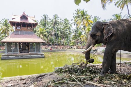Big elephant in Siva Temple in Kochi or Cochin, Indiaの写真素材