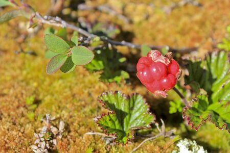 Red cloudberry, wild fruits and plants in Norway.の写真素材