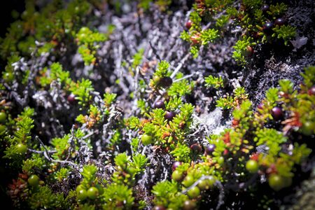 Black norwegian crowberry, wild fruits and plants in Norway.の写真素材