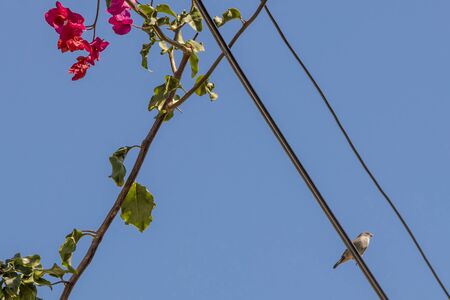 Birds and flowers in the city life of Cape Town, South Africa.の写真素材